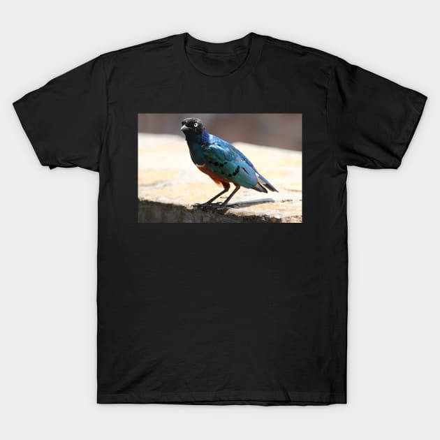 Superb Starling, Kenya T-Shirt by Carole-Anne